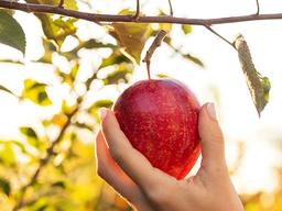 매일 사과를 먹으면 몸에 어떤 일이 일어날까?