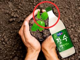 다 죽어가는 식물에 ‘막걸리’를 뿌리면 생기는 일?!