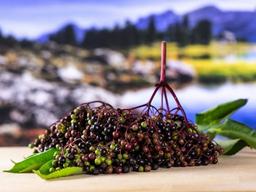 美 ‘코로나 특수’ 과일은 엘더베리? 지난해 수요 폭증