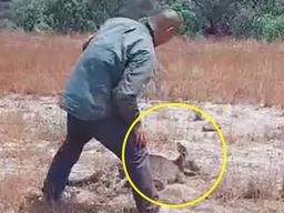 철조망걸려 거꾸로 매달린 <strong>캥거루</strong>를 부부가 발견하자마자 한 조치