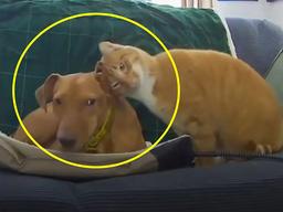 ‘너도 외롭냥’ 집사 출근하자 냥이와 댕이가 서로 위로해주는데…