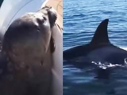 범고래에 쫓기던 <strong>물개</strong>가 “살기 위해” 사람 보이자 한 놀라운 반전 행동