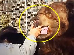 700kg <strong>곰</strong>과 20년 동안 친구 먹었던 남자가 등 보이자 맞이한 최후