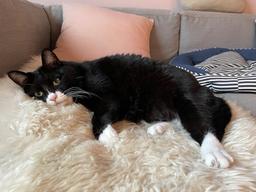 야옹야옹 나도 예쁜 것 갖고 싶어요!