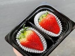 대형 딸기 '킹스베리'로 공략하는 베트남 시장