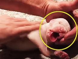 어미에게 깔려 <strong>무지개</strong>다리 건널뻔한 댕댕이 구해주자 반응