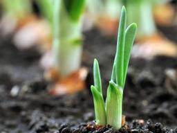 [통계로 보는 경제] 1년 새 5배 뛴 파값…‘파테크’를 아시나요?