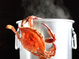 아프냐? <strong>총알</strong>오징어·낙지·연어·바닷가재도 아프다