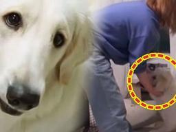 진짜 반려견을 사랑한다면 이 정도는 무조건 해야합니다