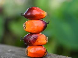 팜유 사용, 왜 <strong>논쟁</strong>거리일까