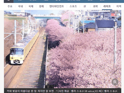 분홍 벚꽃 옆으로 지나는 노란 <strong>전철</strong> 차장의 V 포즈 화제