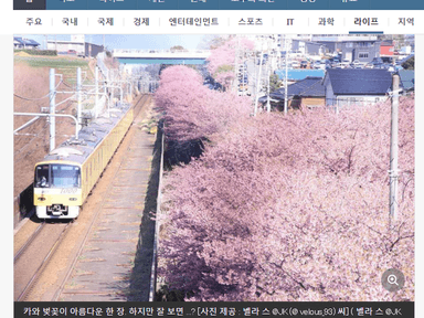 분홍 벚꽃 옆으로 지나는 노란 전철 차장의 V 포즈 화제