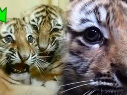 난생 처음 호랑이가 태어나서 처음으로 <strong>주사</strong> 맞고 보인 반응