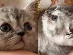 <strong>고양이</strong>가 사람을 실제 엄마라 생각하면 벌어지는 일들