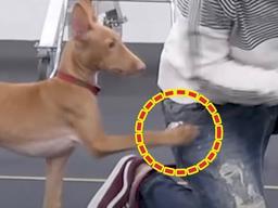 <strong>강형욱</strong>조차 탐낼 정도의 천재견과 놀면 이런 일이 생깁니다