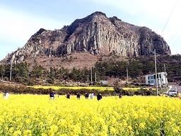 제주도 항공권 화요일이 가장 싸다···꼭 피해야 할 요일은