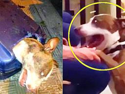 자신을 끔찍하게 학대했던 전 주인 만나자 반려견의 눈물 나는 행동