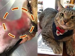 목 파인 떠돌이 고양이 구출하여 잘 먹이면 이렇게 됩니다.