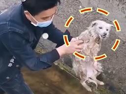 “생각지도 못했다” 물에 빠졌던 강아지 구해주자 이렇게 변했습니다