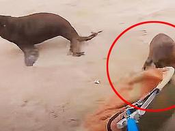 전 세계 감동시킨 낚싯줄에 묶인 어미 <strong>물개</strong> 본 새끼 <strong>물개</strong>의 행동