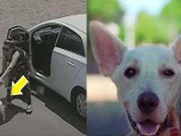 “천벌 받을거다” 주인에게 버림받자 반려견이 보인 반응 CCTV에 찍혔다