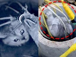 긴 파이프에 빠져 울고있는 고양이에게 다가가자 놀라운 반응