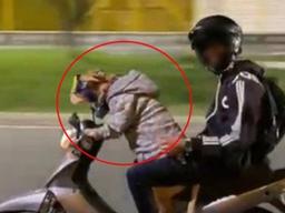 개가 운전을?…주인 태우고 <strong>오토바이</strong> 질주하는 반려견 <strong>논란</strong> (영상)