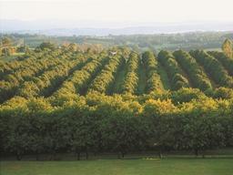 호주 마카다미아 협회, 농장에서 테이블까지 전 과정 공개
