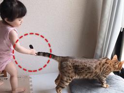 <strong>호기심</strong>에 ‘댕냥이 꼬리’ 잡아당긴 아기에게 생긴 뜻밖의 상황