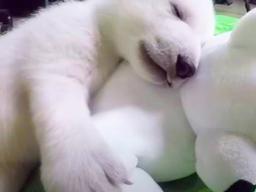 태어난 지 6일 만에 엄마 잃은 북극곰이 사람 손에 길러 기자 이렇게 변했습니다