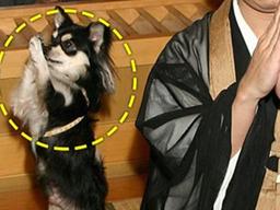 강아지가 불심이 깊으면 이런 일이 일어납니다.