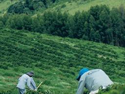 네스프레소 커피 한 잔의 <strong>지속가능한</strong> 여정