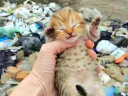 ‘두 눈을 의심했다’ <strong>매립지</strong>에서 발견된 검은 비닐봉지 찍은 사진 한 장