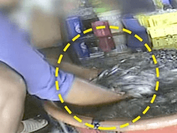 “이렇게 만들어지는 줄 몰랐는데… 알고나니 도저히 못먹겠습니다”