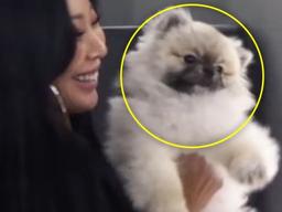 쎈 언니도 보는 순간 <strong>혀</strong> 짧아진다는 반려견