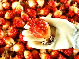 건져올리니 “찍!”… ‘바다의 물총’에게 제대로 물벼락 맞았네