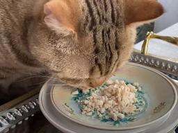 ‘맘껏 먹어냥’ 고양이 전용 <strong>뷔페</strong>를 개장하자 벌어진 일