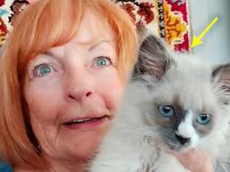 고양이 <strong>분양</strong>받으려다 사기당한 여성이 밝힌 실제 금액