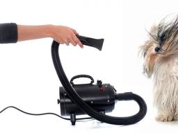 자꾸 심해지는 반려동물 털 빠짐, 어떻게 관리할까?