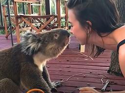 우연히 집에 들어온 야생 코알라에게 물 주자 보인 반응