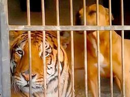 <strong>호랑이</strong> 우리안에 세상편하게 들어가있는 강아지, 이유가?