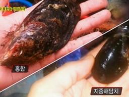 “문어발이 실은 오징어 다리라니…”