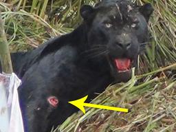 목숨 걸고 덫에 걸린 흑표범 구하려고 하자 표범이 보인 반응