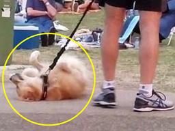 “집에 가기 싫어요” 공원 한복판에 드러누운 <strong>강아지</strong> 보고 내린 결정