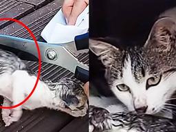 사람이 아기 <strong>고양이</strong>의 탯줄을 잘라주자 어미가 보인 반응