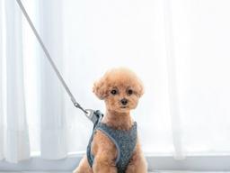 댕댕이를 위한 산책 필수템 BEST 4