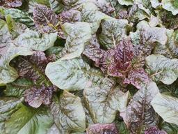 기능성 ‘꿀잠 <strong>상추</strong>’, 코로나 시기에 주목