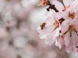 세계 <strong>꿀벌</strong>의 날, ‘<strong>꿀벌</strong>’ 서식지 확충을 위한 캘리포니아 아몬드 협회의 노력 결실 맺어