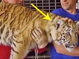 라이거와 호랑이를 교배시키면 이런 맹수가 탄생합니다.