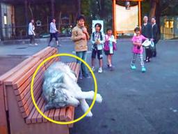 “<strong>늑대</strong>가 나타났다!” 사람들이 웃으며 대피하지 않는 이유